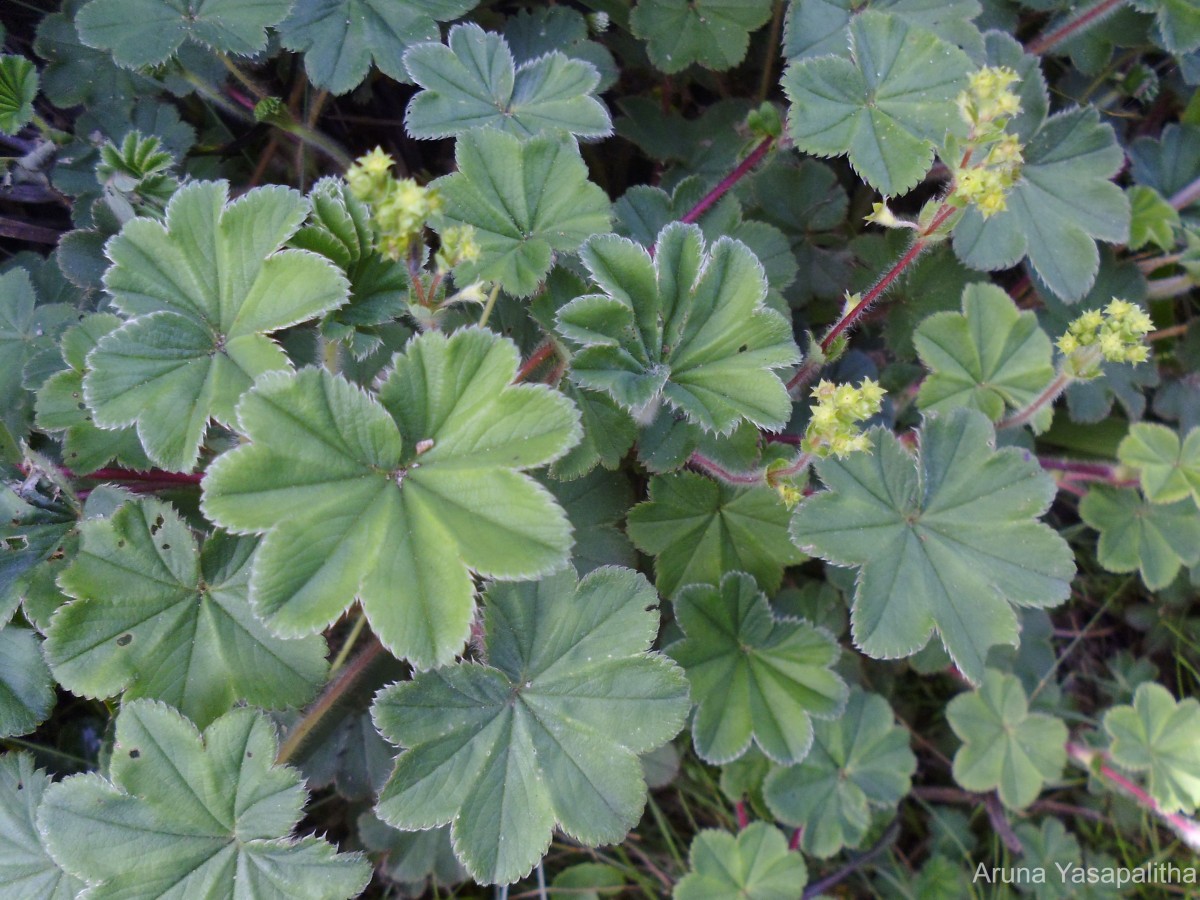 Alchemilla indica Gardner